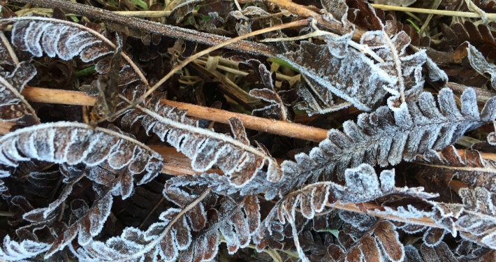 Frosted leaves