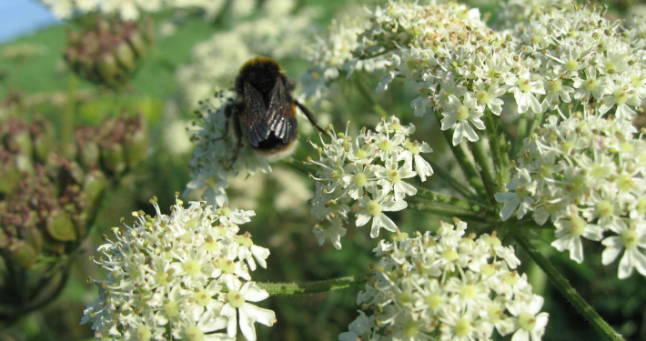 bee on flowers