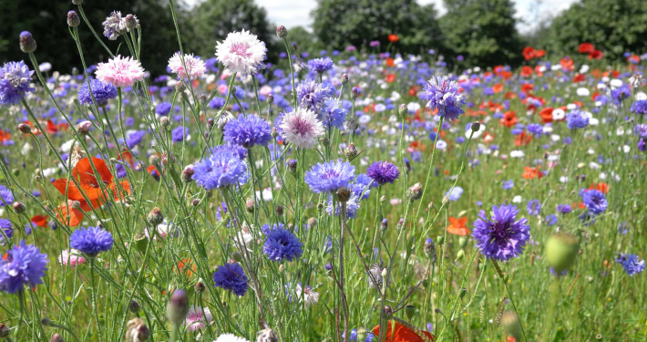 flowers in field purple and pink